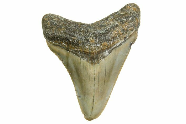 Serrated, Juvenile Megalodon Tooth - North Carolina #361684
